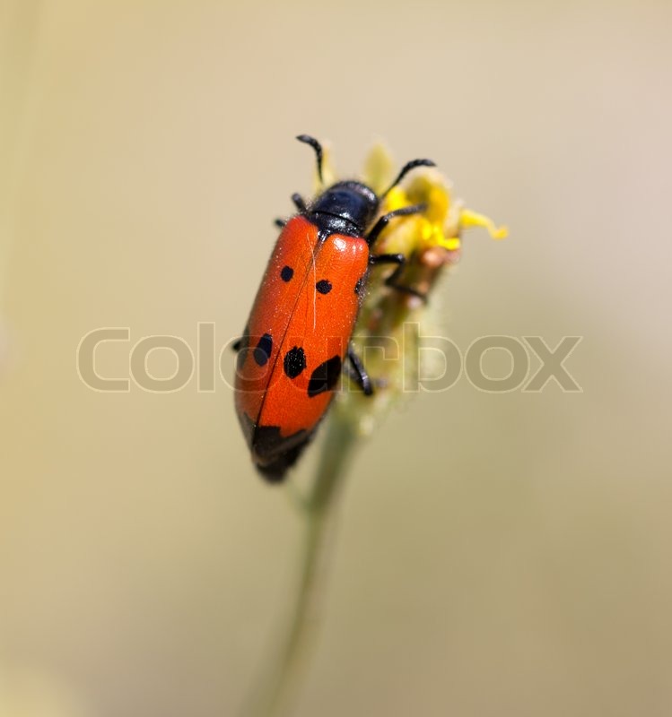 Rød bille i naturen makro | Stock foto | Colourbox