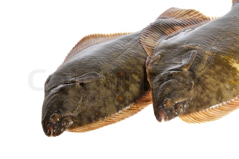 Fresh flounder, Live and freshly caught Stock image Colourbox