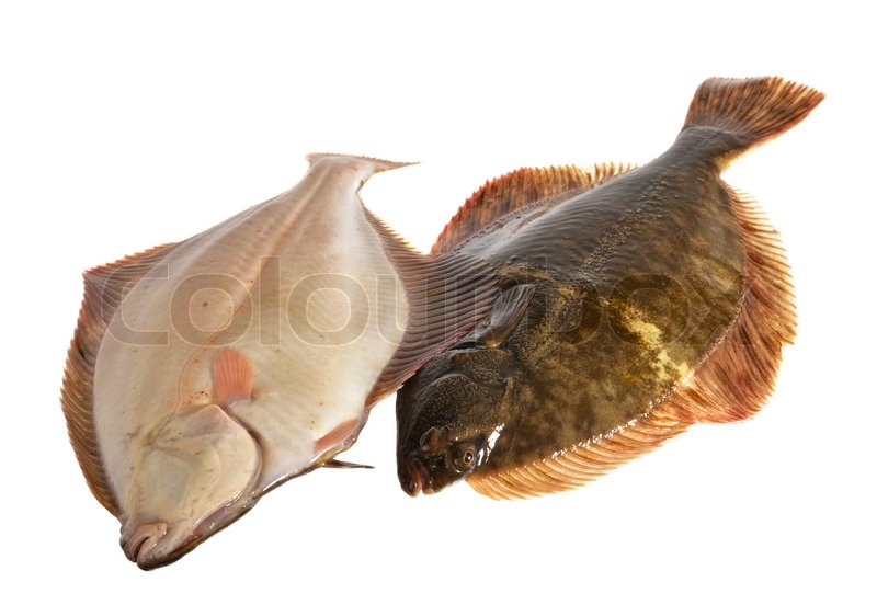 Fresh flounder, Live and freshly caught Stock image Colourbox
