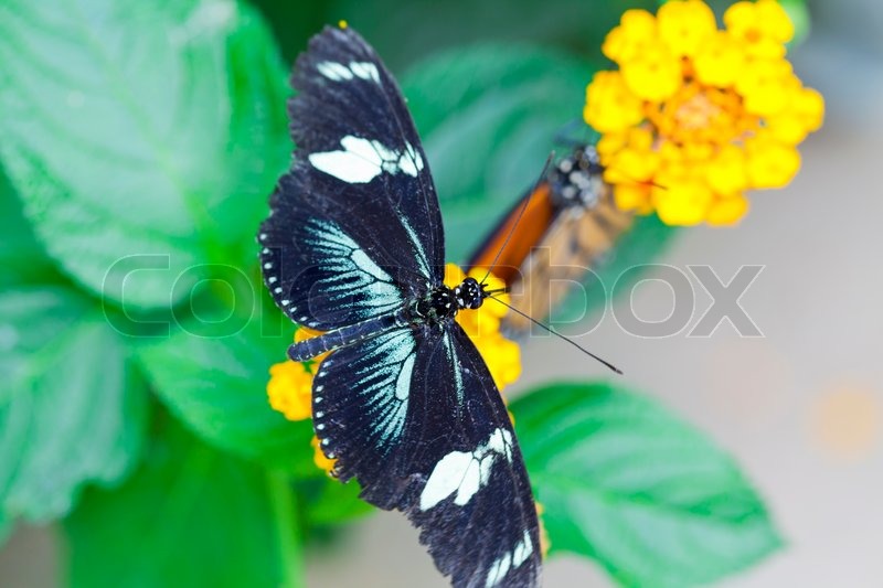 Beautiful butterfly resting on a flower | Stock image | Colourbox