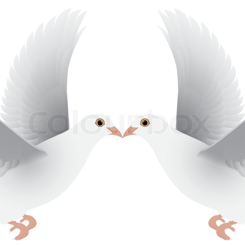 Weiße Taube isoliert Vektor | Stock-Vektor | Colourbox