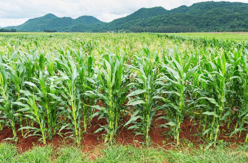 corn plantation in thailand stock photo colourbox