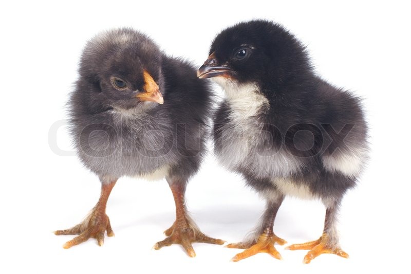 Große schwarze Küken