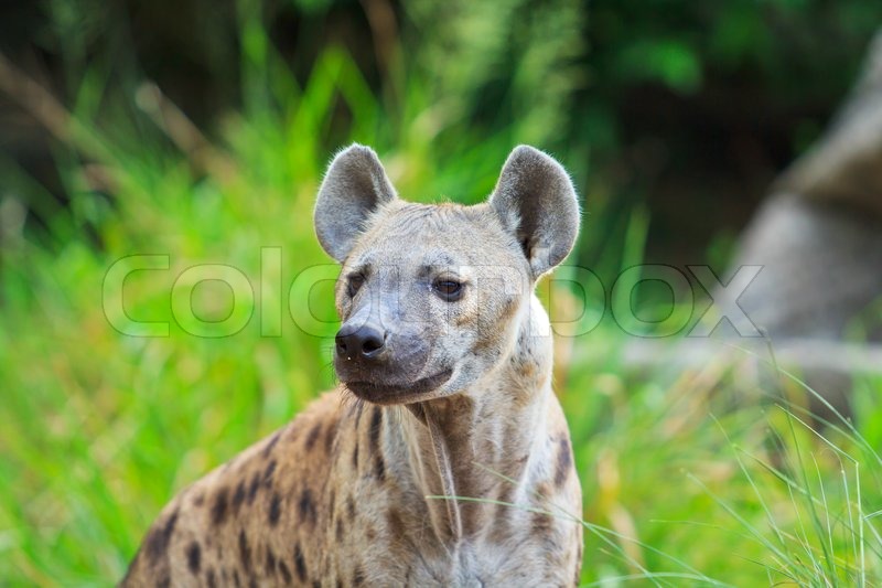 Hyena | Stock image | Colourbox