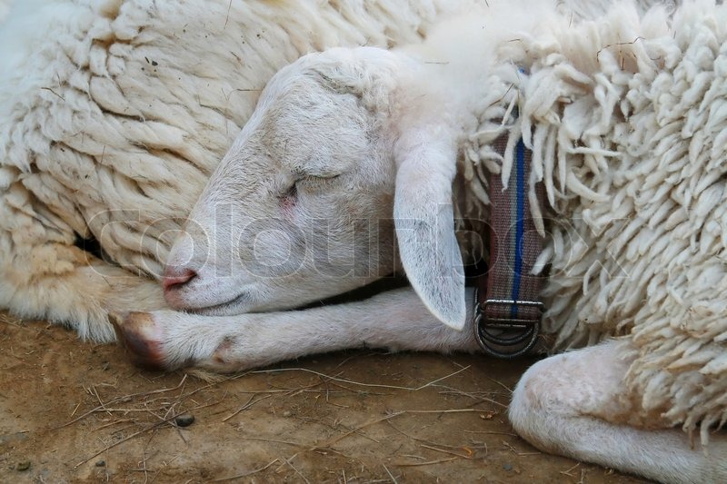 во сне видеть барана. во сне видеть барана. сонник сон овцы. к чему снится ягненок баран. сонник сон овцы.