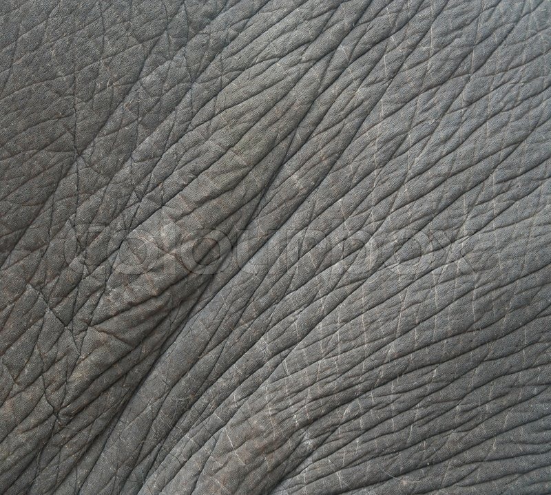 Elefantenhaut strukturiert, Thailand | Stock Bild | Colourbox