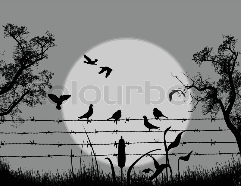 Silhouette of birds on barbed wire on Stock vector Colourbox