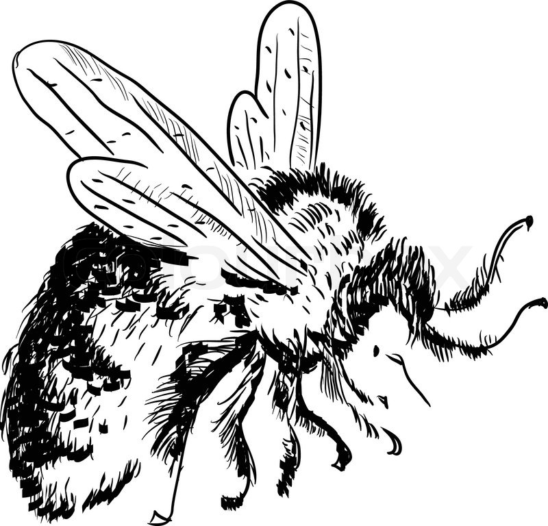 Hummel | Stock-Vektor | Colourbox