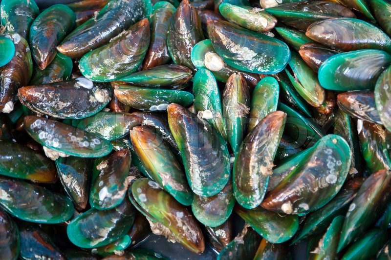 Fresh green mussels at seafood market Stock foto Colourbox