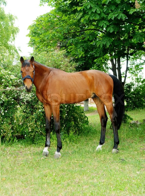 Schone Braune Pferd Stock Bild Colourbox