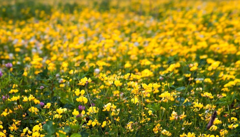 Detail der gelben Blumen auf der Wiese Stock Bild Colourbox