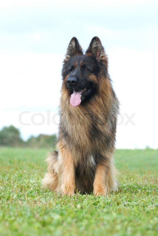Long Hair German Shepherd Dog Sitting Stock Image Colourbox