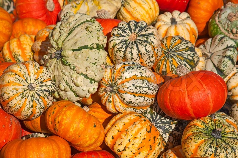Colorful pumpkins collection on the ... | Stock image | Colourbox