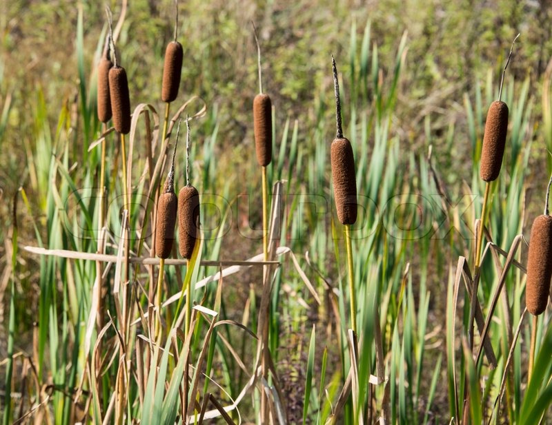 Typha Stock foto Colourbox