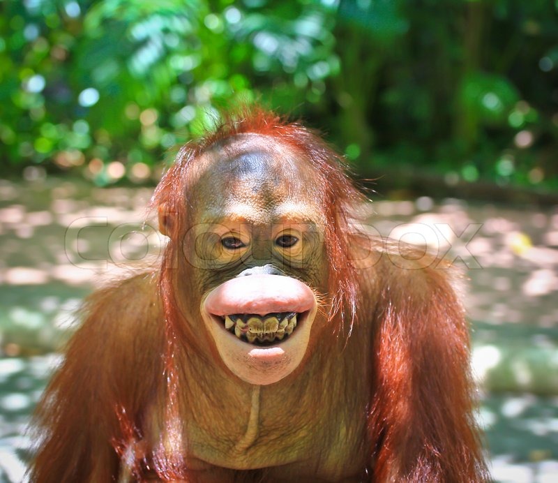 Affen im Zoo Stock Bild Colourbox