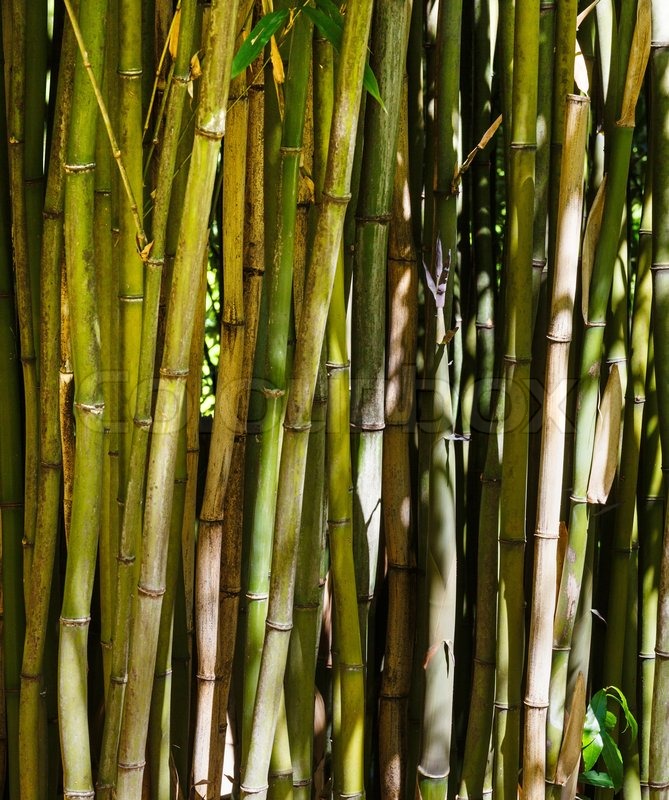 BambusBaum Stock Bild Colourbox