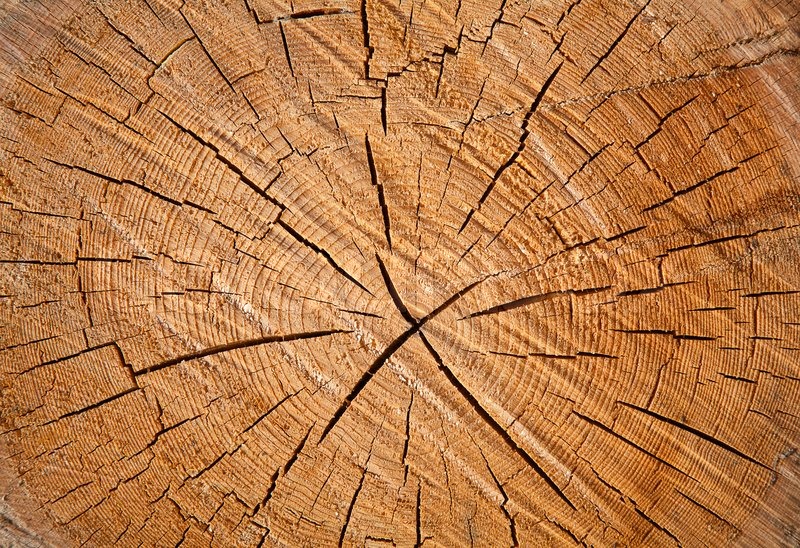 Fresh wooden studs | Stock image | Colourbox