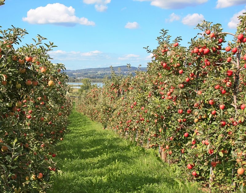 AppleGarten Stock Bild Colourbox