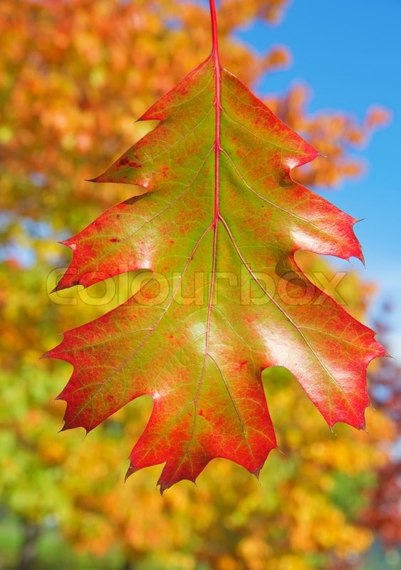 Egeblad | Stock foto | Colourbox