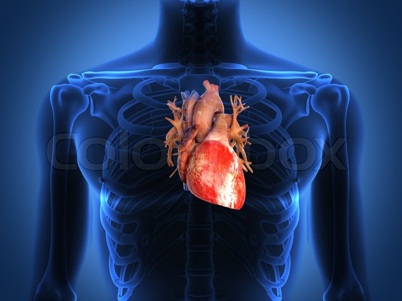 Human heart anatomy from a healthy body | Stock image | Colourbox