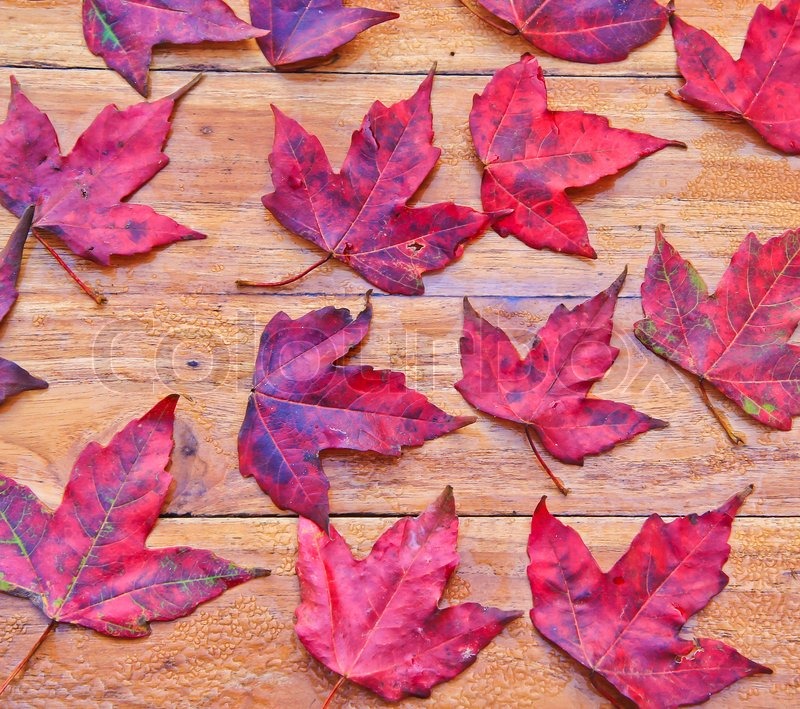 Ein Ahornblatt Stock Bild Colourbox