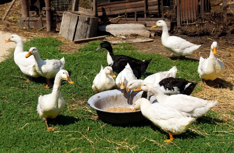 Ducks eat corn from old bowl in Stock image Colourbox