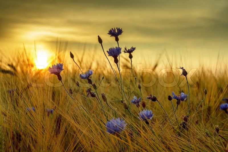 grass field sunset night sky summer sunset over grass field with shallow focus stock photo colourbox grass field sunset night sky summer sunset over grass field with shallow focus stock photo colourbox