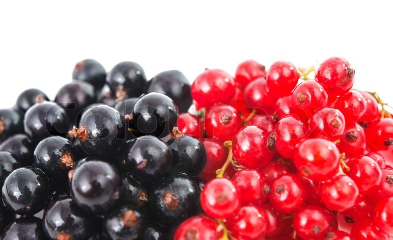 Rote und schwarze Johannisbeere | Stock Bild | Colourbox