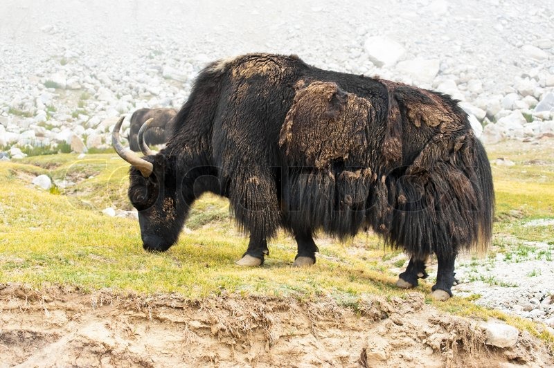 Wild yak in Himalaya mountains India, Ladakh Stock Photo Colourbox