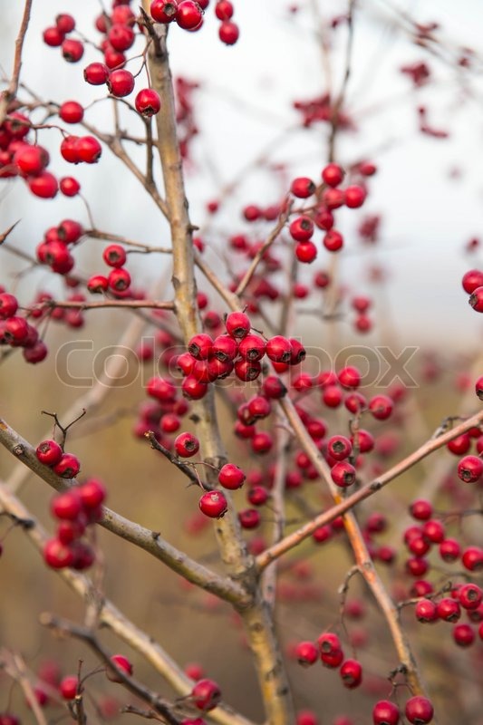 Bunch of tjørn røde bær på grenen | Stock foto | Colourbox