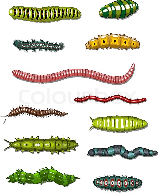 Caterpillars and worms set isolated on | Stock Vector | Colourbox