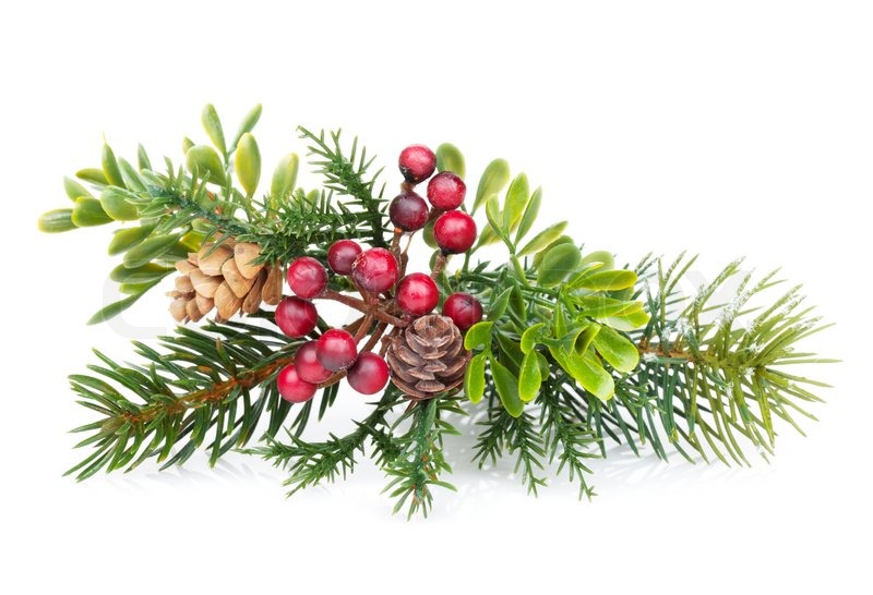 christmas tree branch with holly decor stock photo christmas tree branch with holly decor stock photo