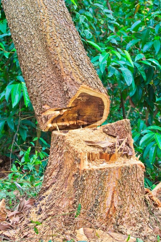 Baumstümpfe und gefällte Wald ... | Stock Bild | Colourbox