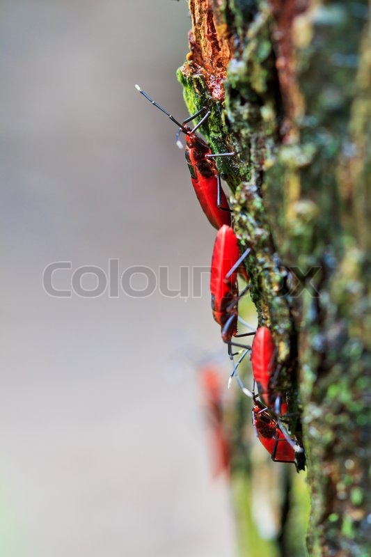 Pussy tatoos giant-red dildo forest cocking copy haired teens fucking