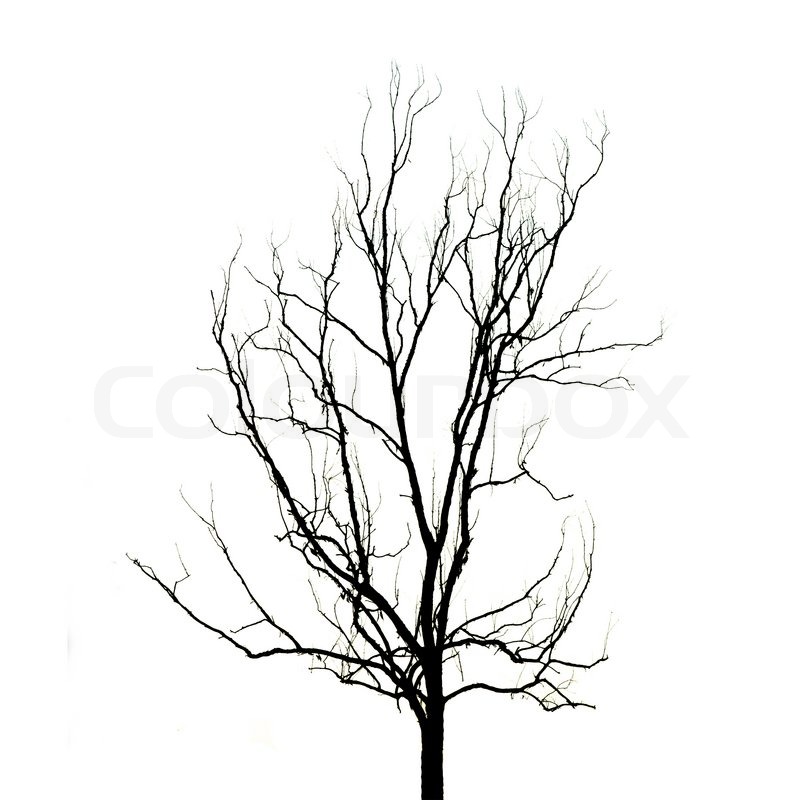 tree without leaves outline