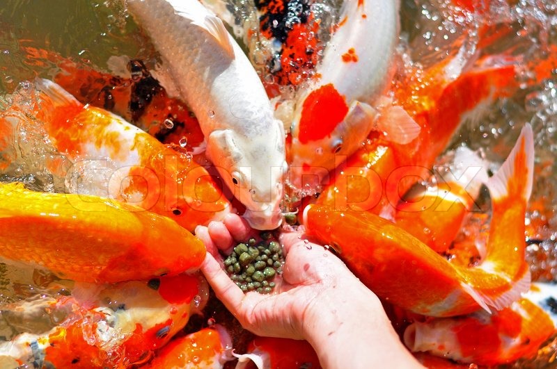 feeding-to-many-koi-fish-by-hand-in-the-stock-image-colourbox