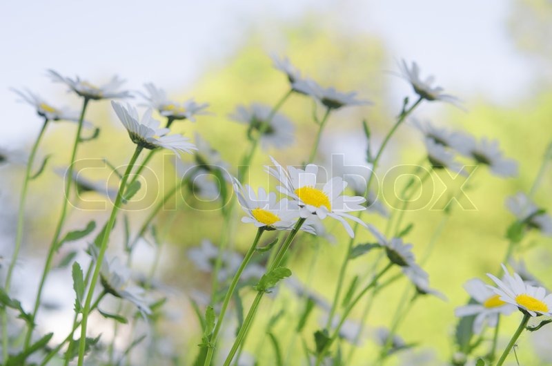 Kamillen | Stock Bild | Colourbox