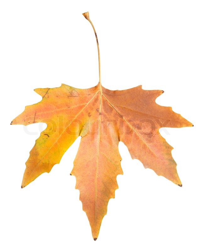 Autumn Leaf On A White Background Stock Photo Colourbox Autumn Leaf On A White Background Stock Photo Colourbox