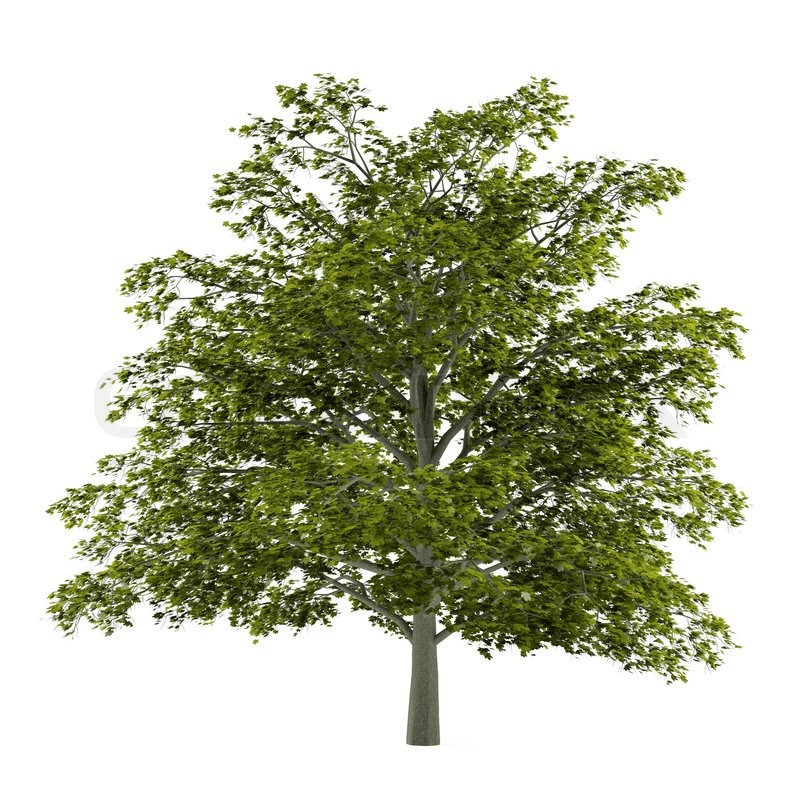 Baum, isoliert. Acer platanoides | Stock Bild | Colourbox