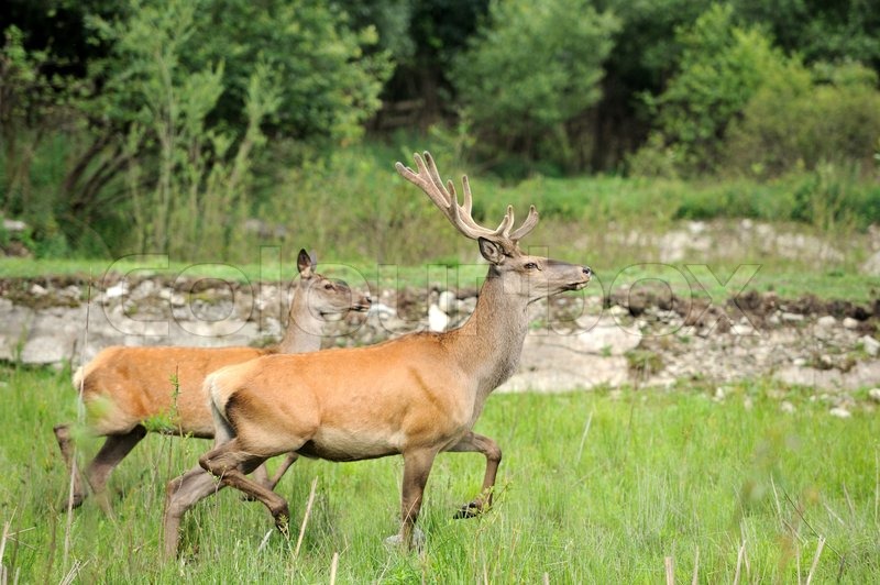 Geweih, allein, heimat Stock Bild Colourbox