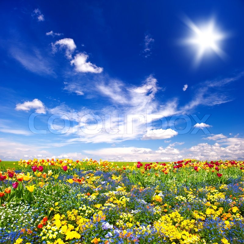 Sch ne Blumen Wiese Und Wolkenlos Stock Bild Colourbox sch-ne-blumen-wiese-und-wolkenlos-stock-bild-colourbox