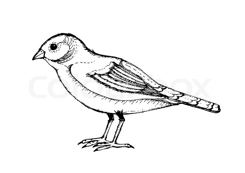 "Bird, handdrawing" Stock vector Colourbox