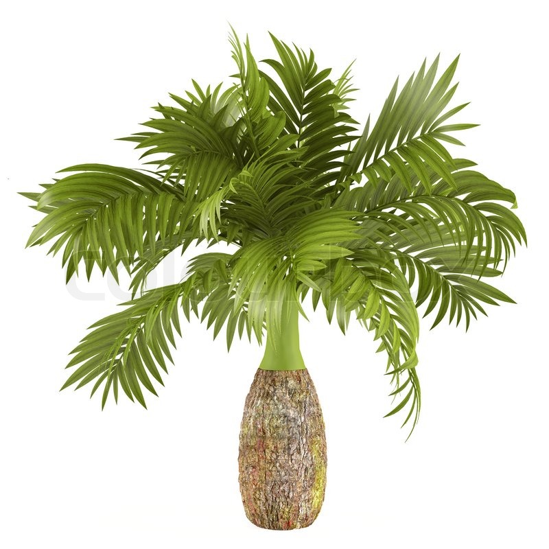 Decorative Palm Plant At The White Stock Image Colourbox decorative-palm-plant-at-the-white-stock-image-colourbox