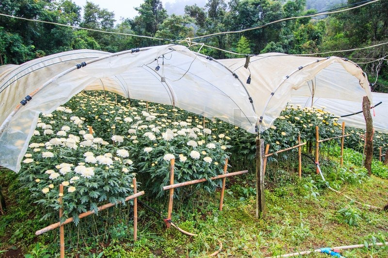 Chrysanthemum farm on Doi Inthanon Stock image Colourbox