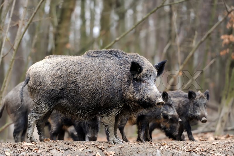 Wild young boar in autumn forest | Stock image | Colourbox