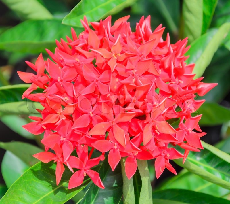 Rubiaceae flower Stock image Colourbox