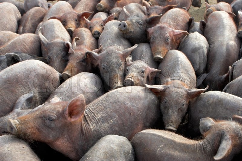 A big group of small pigs in a farm Stock image Colourbox