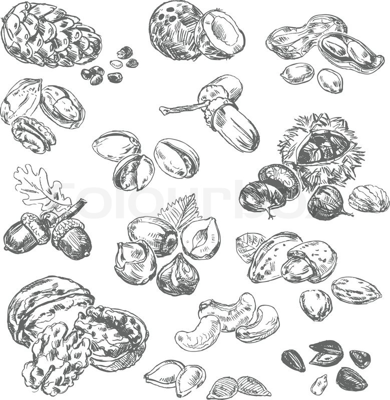 Freehand Drawing Nuts Pistachios Stock Vector Colourbox