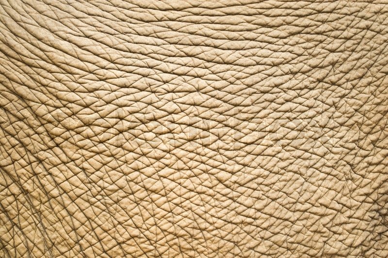 Elephant skin Stock image Colourbox