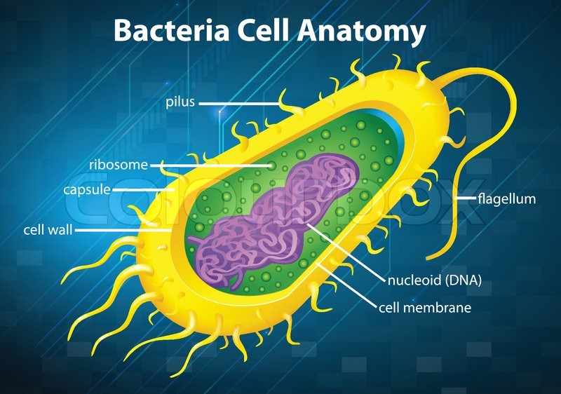 Illustration of the bacteria cell | Stock vector | Colourbox